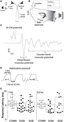 Effects of Social Experience on the Habituation Rate of Zebrafish Startle Escape Response: Empirical and Computational Analyses